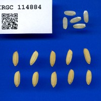 IRGC 114884 Seed Photo