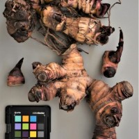 CIP 206064 (rhizome).JPG