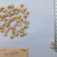 CIMMYTMA 770 - Reference Inventory.jpg