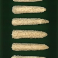 CIMMYTMA 7802 BRAZ 2237 AF22A-0903-92 C_compress.jpg