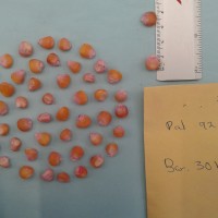 CIMMYTMA 16850 - Reference Inventory.jpg