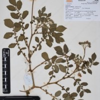 CIP 760357_HHCH 5220_02.jpg