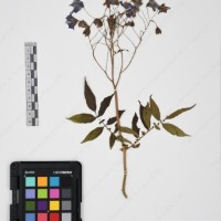 CIP 765691_RPSP 002_01.jpg