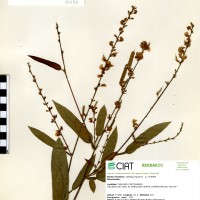 33384 herbarium
