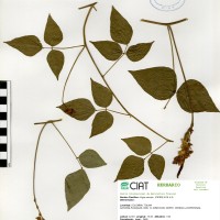 24372 herbarium