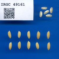 IRGC 49161 Seed Photo