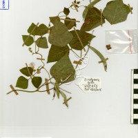 G52253 herbarium.jpg