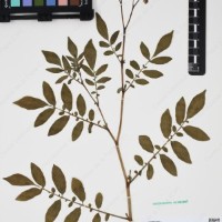 CIP 762631_OCHS 12596_06.jpg