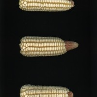 CIMMYTMA 27524 GUAT 1016 PV22A-1903-243 E11820 _compress.jpg