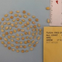 CIMMYTMA 25704 - Reference Inventory.jpg