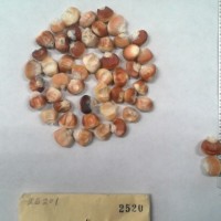 CIMMYTMA 2520 - Reference Inventory.jpg