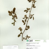 3950 herbarium