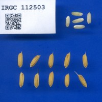IRGC 112503 Seed Photo
