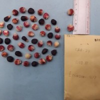 CIMMYTMA 8215 - Reference inventory.jpg