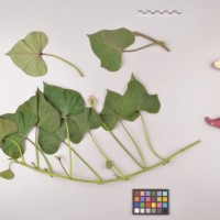 CIP 400333 (full plant).jpg