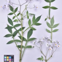 CIP 761235_OCHS 11614_igf_H(i).jpg