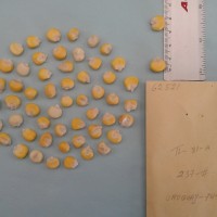 CIMMYTMA 6252 - Reference Inventory.jpg