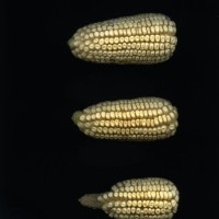 CIMMYTMA 10597 QUER 5 BA21U-2903-59 E1_compress.jpg