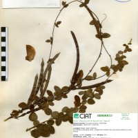 18655 herbarium