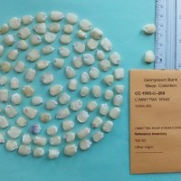 CIMMYTMA 18549.jpg