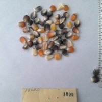 CIMMYTMA 1800 - Reference Inventory.jpg