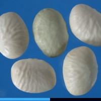 G40149 seed.jpg