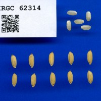 IRGC 62314 Seed Photo