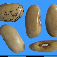 G52399 seed.jpg