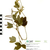 837 herbarium