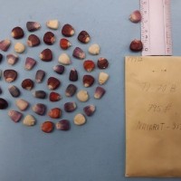 CIMMYTMA 7991 - Reference inventory.jpg