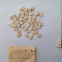 CIMMYTMA 644 - Reference Inventory.jpg