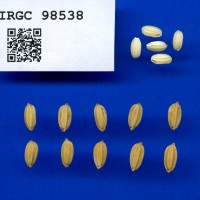 IRGC 98538 Seed Photo