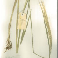 IRGC 92873 Herbarium