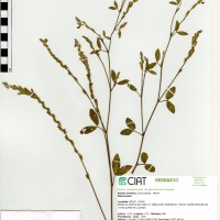 14252 herbarium