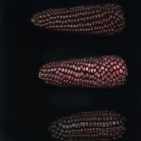 CIMMYTMA 7582 PUEB 382 BA21U-2903-215 E_compress.jpg