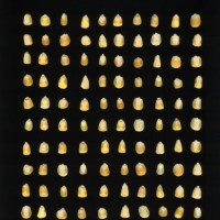 CIMMYTMA 4955 BRAZ 2101 AF22A-0903-99 K_compress.jpg