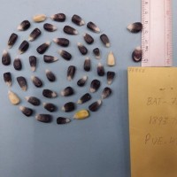 CIMMYTMA 7688 - Reference inventory.jpg