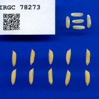 IRGC 78273 Seed Photo