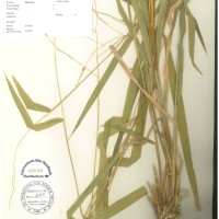 IRGC 100925 Herbarium