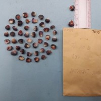 CIMMYTMA 7995 - Reference inventory.jpg