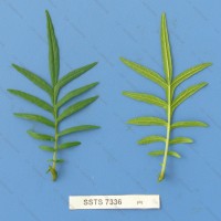 CIP 762955 Leaf