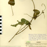 G25706 herbarium.jpg