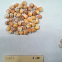 CIMMYTMA 3130 - Reference Inventory.jpg