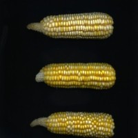 CIMMYTMA 25622 ARZM 13 051 AF18A-0903-87 E1.jpg