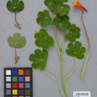 CIP 203050 Herbarium