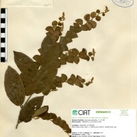 21106 herbarium