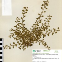 21718 herbarium