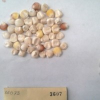 CIMMYTMA 3607 - Reference Inventory.jpg