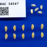 IRGC 34547 Seed Photo