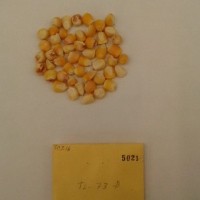 CIMMYTMA 5021 - Reference Inventory.jpg